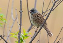 Седоголовая овсянка Emberiza spodocephala primorye2023
Filename=8Z2A1122.jpg
Filesize=319KB
Dimensions=1100x752
Date added=Oct 08, 2023 8Z2A1122.jpg