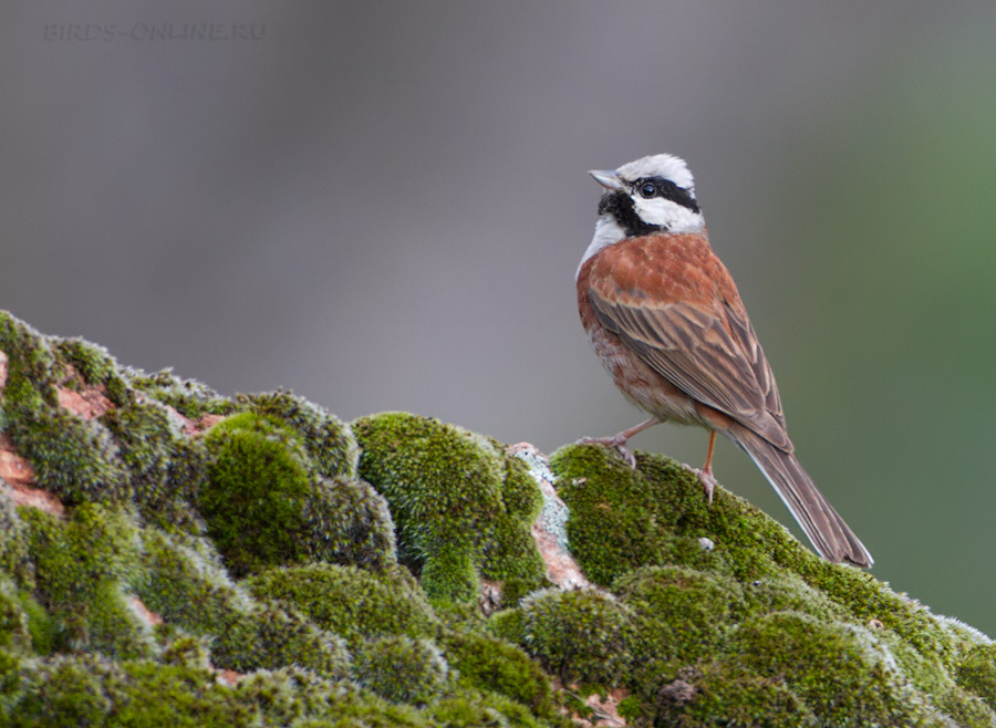 Овсянка Стюарта (Emberiza stewarti)
Keywords: Овсянка Стюарта Emberiza stewarti tj2014