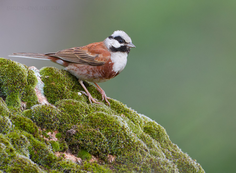 Овсянка Стюарта (Emberiza stewarti)
Keywords: Овсянка Стюарта Emberiza stewarti tj2014