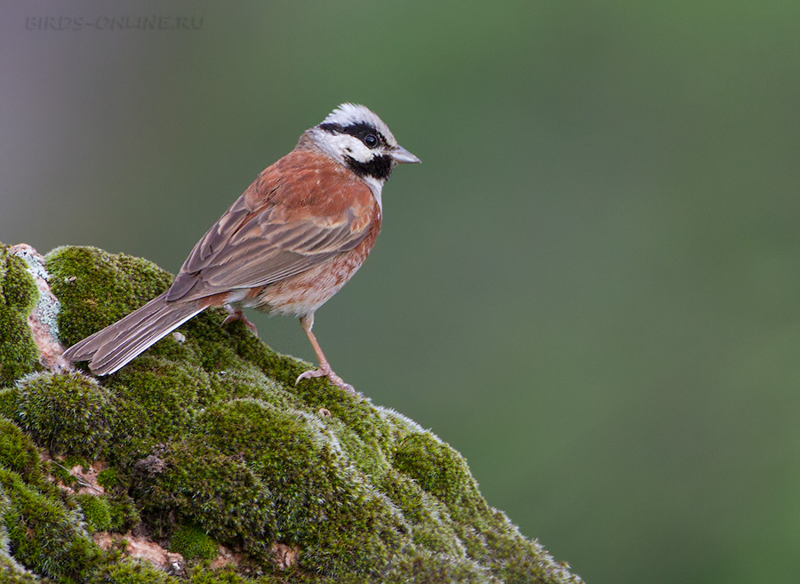 Овсянка Стюарта (Emberiza stewarti)
Keywords: Овсянка Стюарта Emberiza stewarti tj2014