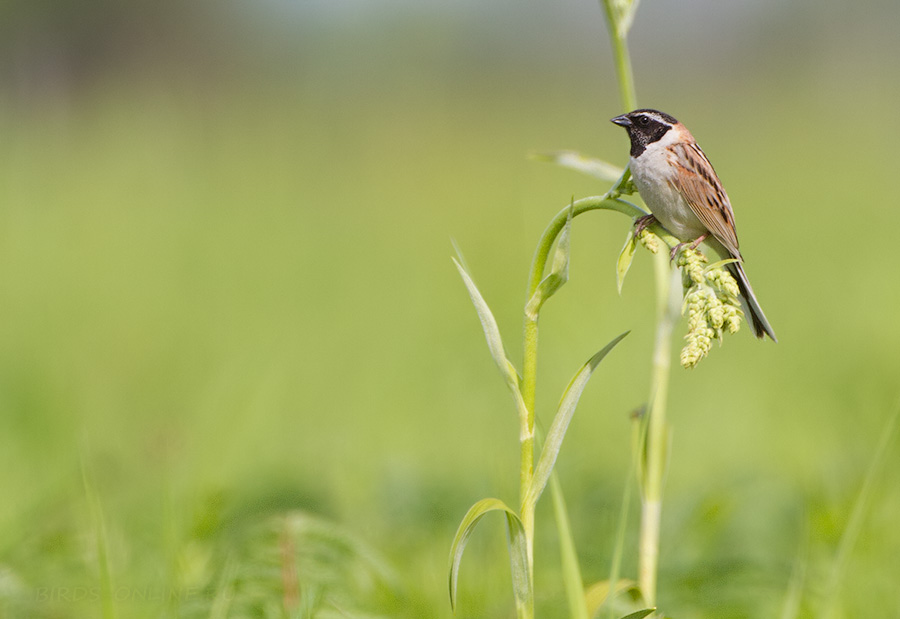 РыжеШейная овсянка (Emberiza yessoensis)
Keywords: РыжеШейная овсянка Emberiza yessoensis amur2015