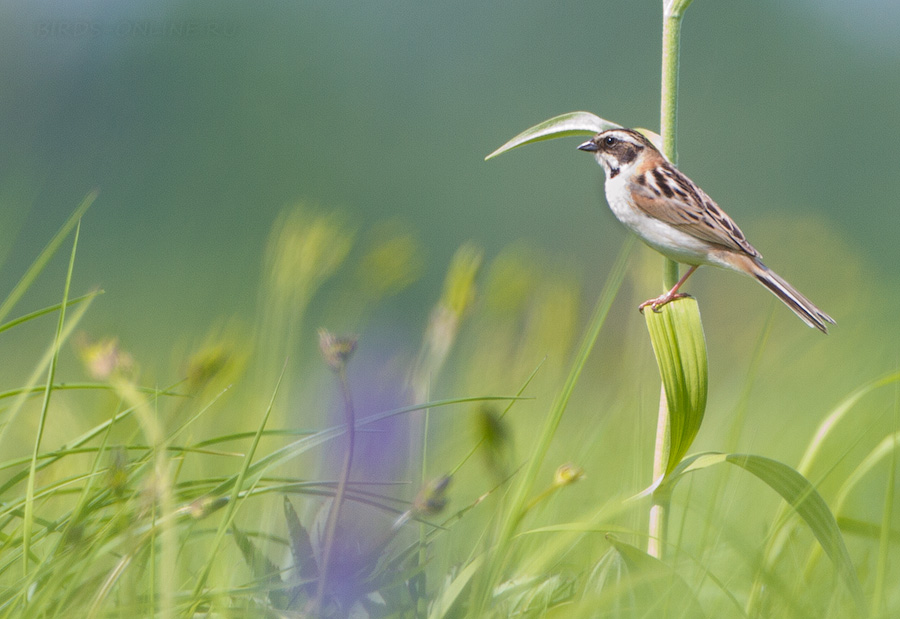 РыжеШейная овсянка (Emberiza yessoensis)
Keywords: РыжеШейная овсянка Emberiza yessoensis amur2015