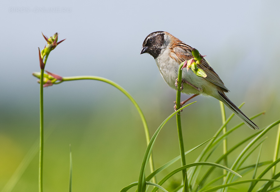 РыжеШейная овсянка (Emberiza yessoensis)
Keywords: РыжеШейная овсянка Emberiza yessoensis amur2015