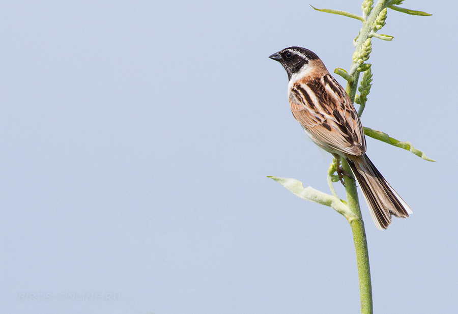 РыжеШейная овсянка (Emberiza yessoensis)
Keywords: РыжеШейная овсянка Emberiza yessoensis amur2015