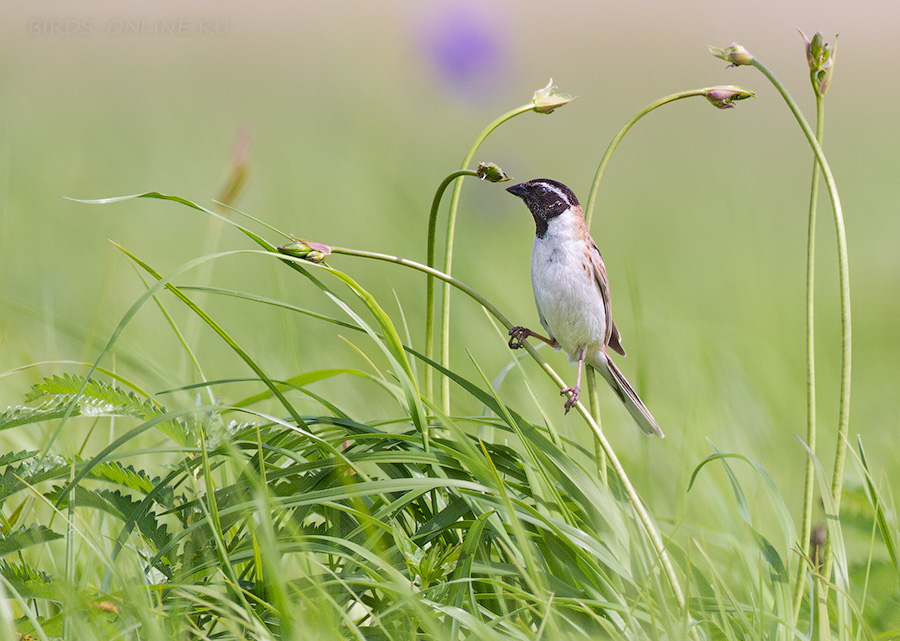 РыжеШейная овсянка (Emberiza yessoensis)
Keywords: РыжеШейная овсянка Emberiza yessoensis amur2015