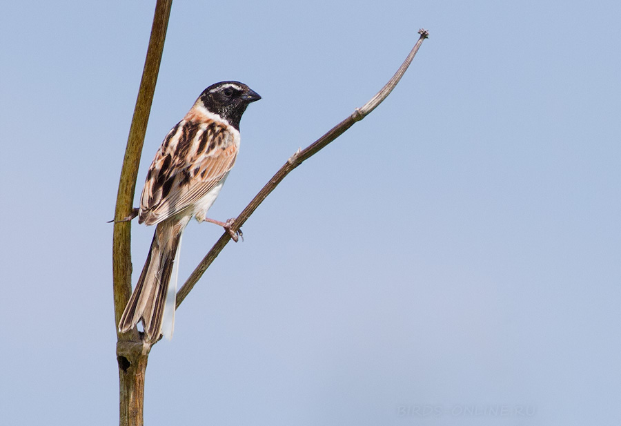 РыжеШейная овсянка (Emberiza yessoensis)
Keywords: РыжеШейная овсянка Emberiza yessoensis amur2015