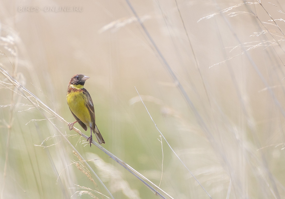 Дубровник Ocyris aureolus buryatia2021
 
 Click to view full size image