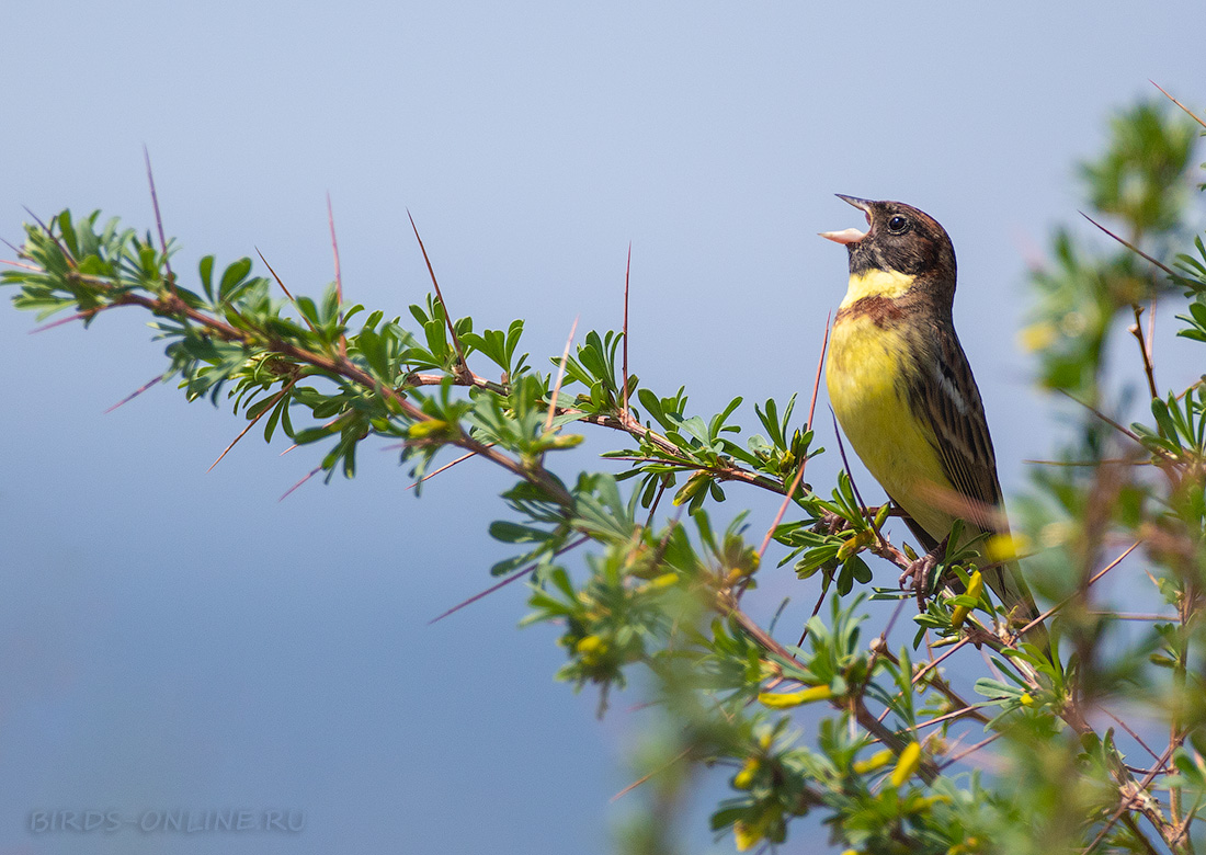 Дубровник (Ocyris aureolus)
Keywords: Дубровник Ocyris aureolus buryatia2021