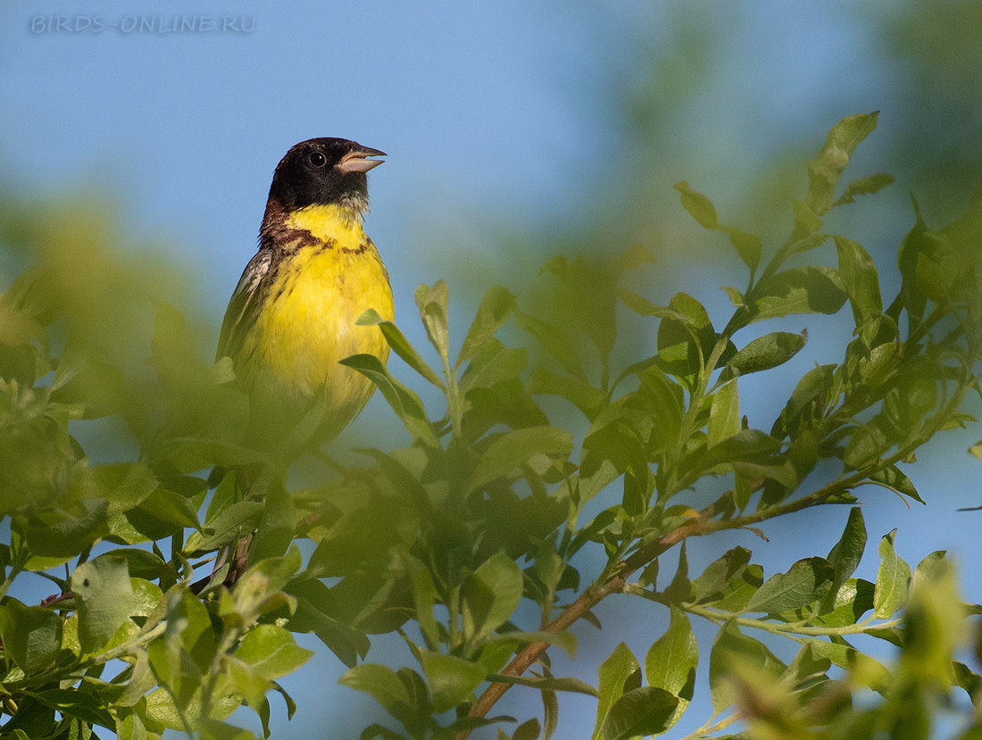 Дубровник (Ocyris aureolus)
Keywords: Дубровник Ocyris aureolus buryatia2021