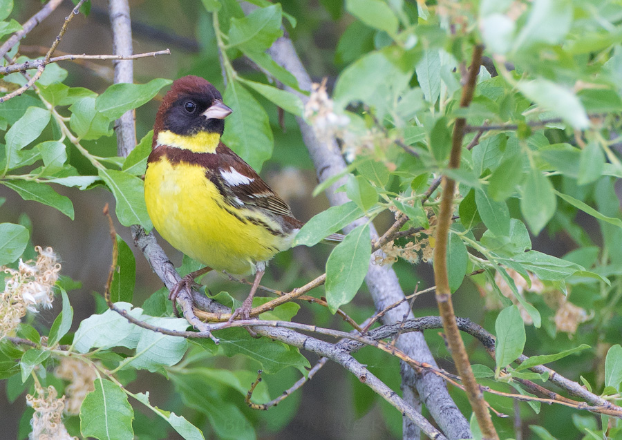 Дубровник (Ocyris aureolus)
Keywords: Дубровник Ocyris aureolus yakutia2018