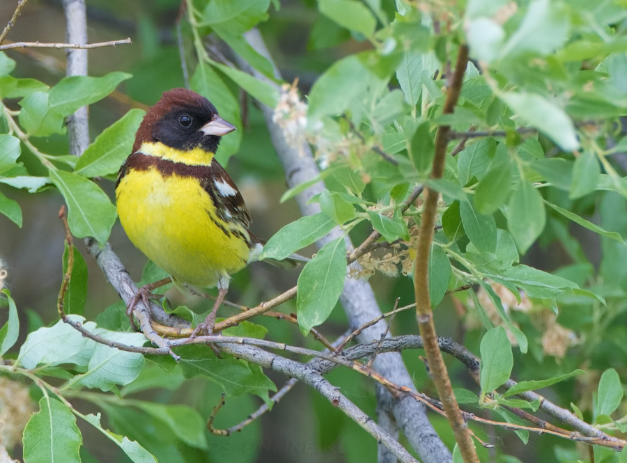 Дубровник (Ocyris aureolus)
Keywords: Дубровник Ocyris aureolus yakutia2018