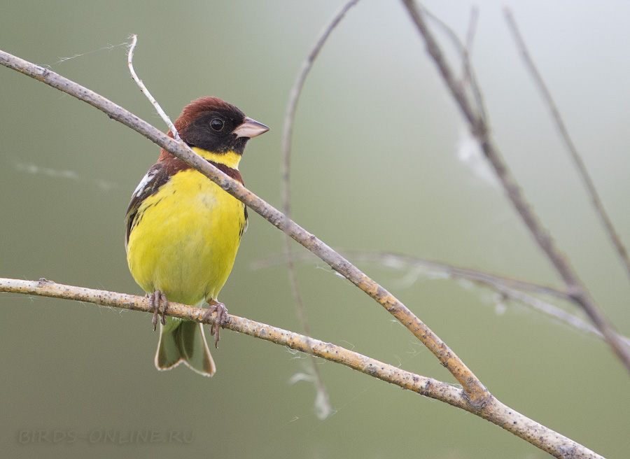 Дубровник (Ocyris aureolus)
Keywords: Дубровник Ocyris aureolus yakutia2018