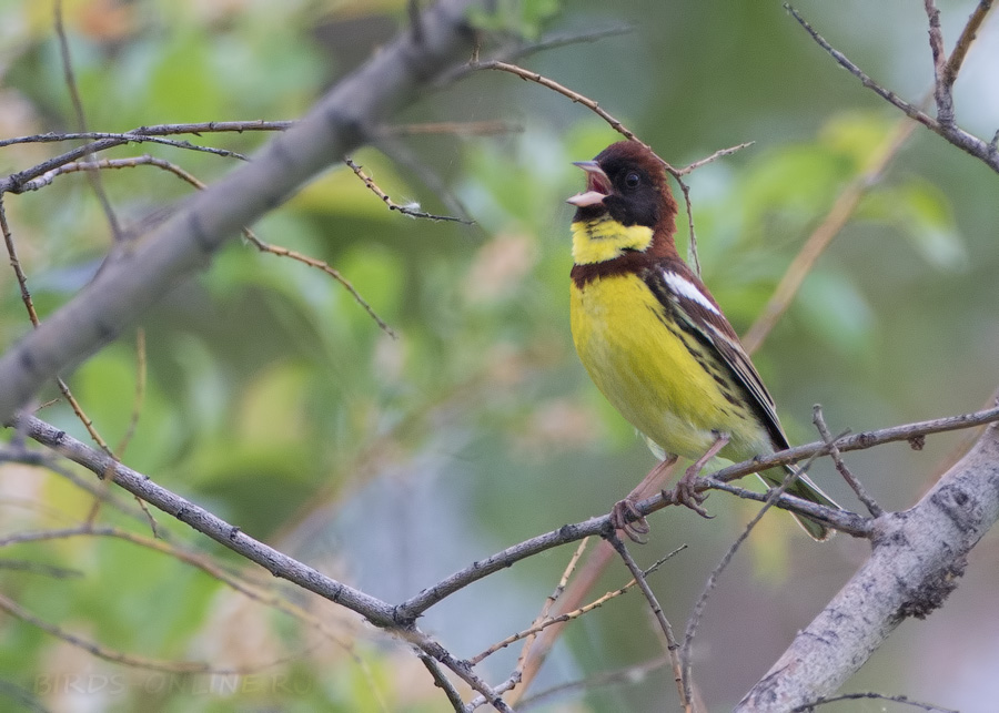 Дубровник (Ocyris aureolus)
Keywords: Дубровник Ocyris aureolus yakutia2018