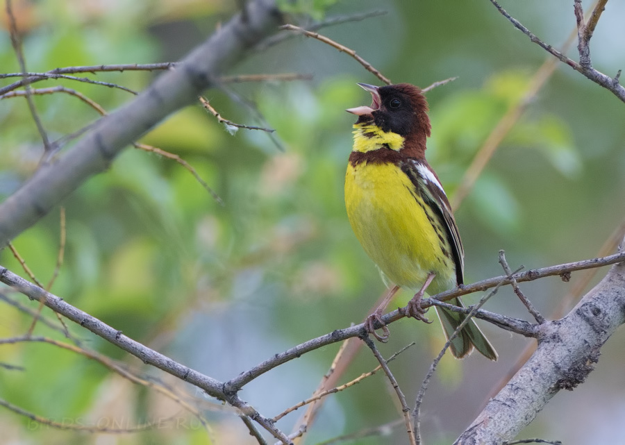 Дубровник (Ocyris aureolus)
Keywords: Дубровник Ocyris aureolus yakutia2018