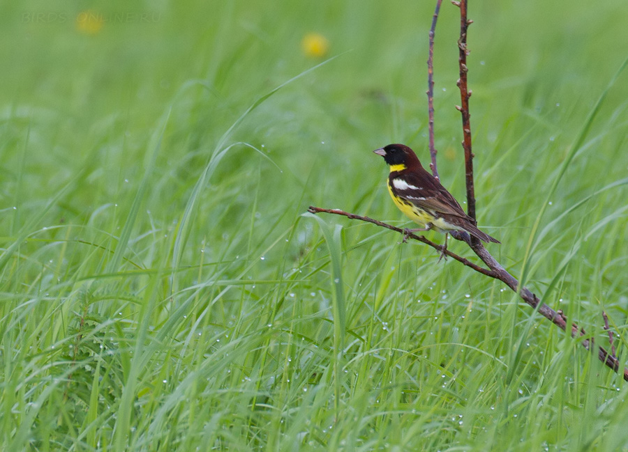 Дубровник (Ocyris aureolus)
Keywords: Дубровник Ocyris aureolus amur2015