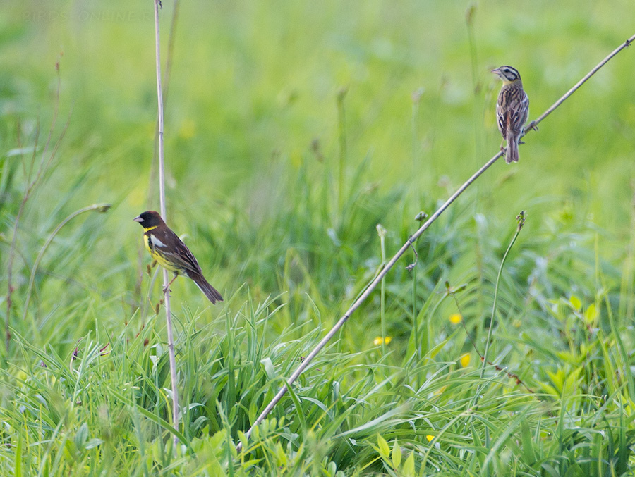 Дубровник (Ocyris aureolus)
Keywords: Дубровник Ocyris aureolus amur2015