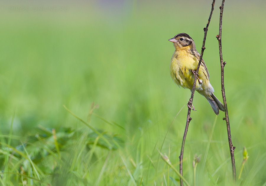 Дубровник (Ocyris aureolus)
Keywords: Дубровник Ocyris aureolus amur2015