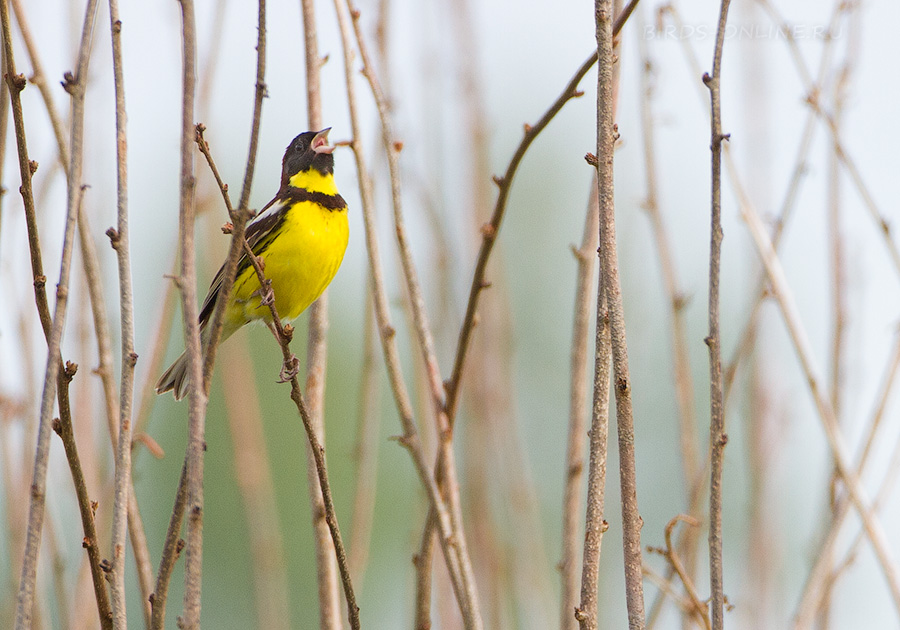 Дубровник (Ocyris aureolus)
Keywords: Дубровник Ocyris aureolus amur2015