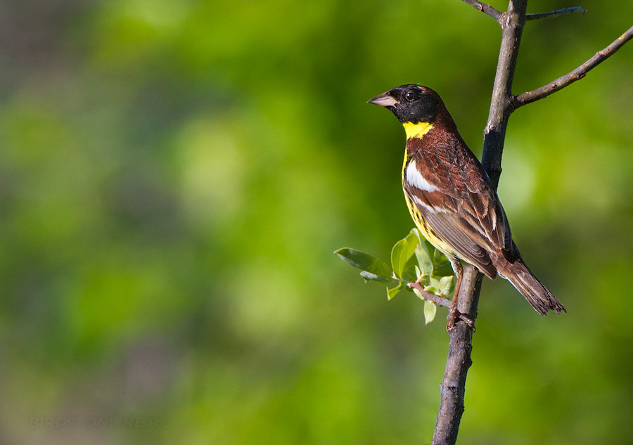 Дубровник (Ocyris aureolus)
Keywords: Дубровник Ocyris aureolus amur2015