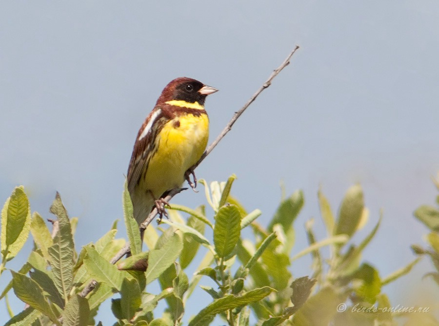 Дубровник (Ocyris aureolus)
самец
Keywords: Дубровник Ocyris aureolus