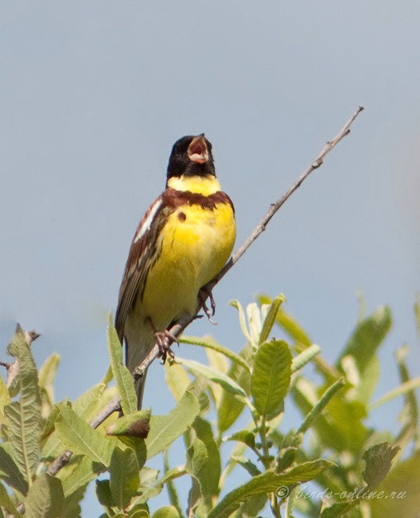 Дубровник (Ocyris aureolus)
самец
Keywords: Дубровник Ocyris aureolus