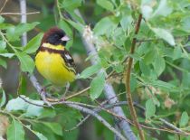 Дубровник Ocyris aureolus yakutia2018
Filename=8Z2A8545.jpg
Filesize=244KB
Dimensions=900x665
Date added=Nov 18, 2018 8Z2A8545.jpg