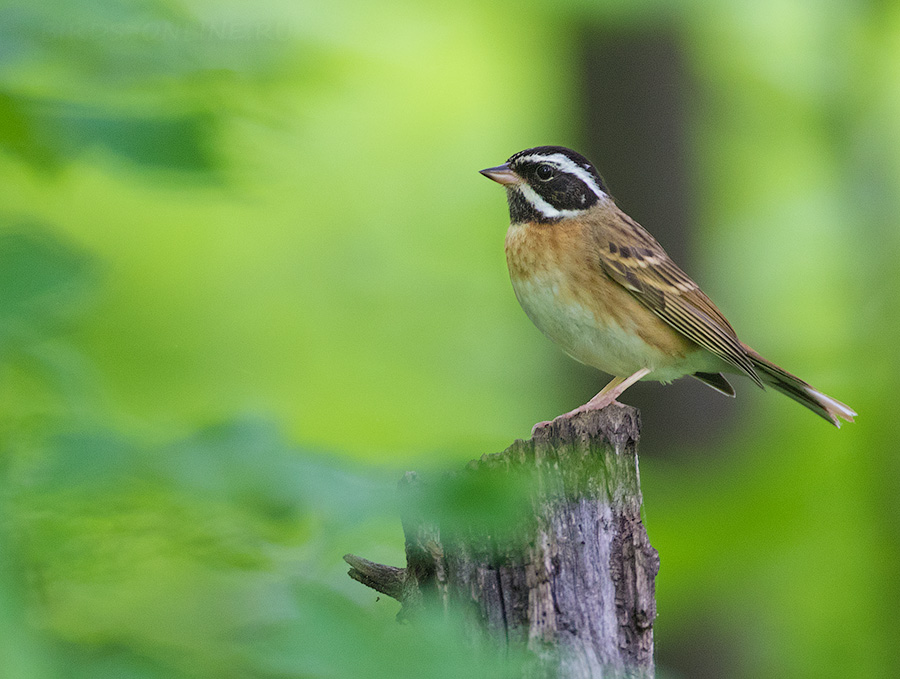 Таёжная овсянка (Emberiza tristrami)
Keywords: Таёжная овсянка Emberiza tristrami primorye2016