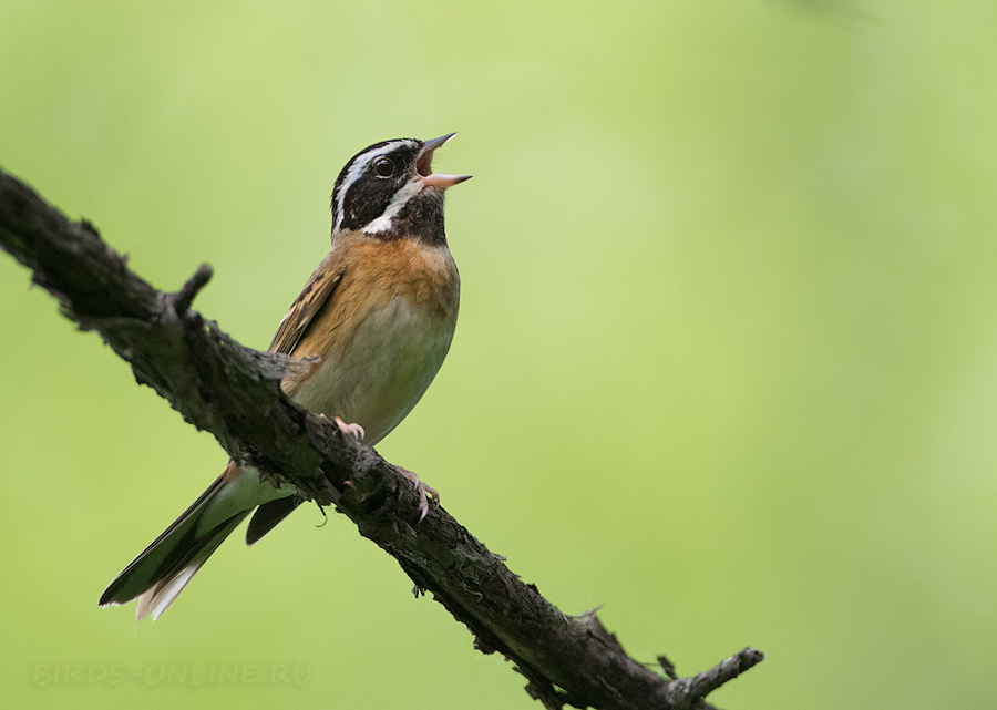 Таёжная овсянка (Emberiza tristrami)
Keywords: Таёжная овсянка Emberiza tristrami primorye2016