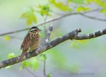 Таёжная овсянка Emberiza tristrami primorye2023
Filename=8Z2A9782.jpg
Filesize=333KB
Dimensions=1100x803
Date added=Oct 08, 2023 8Z2A9782.jpg