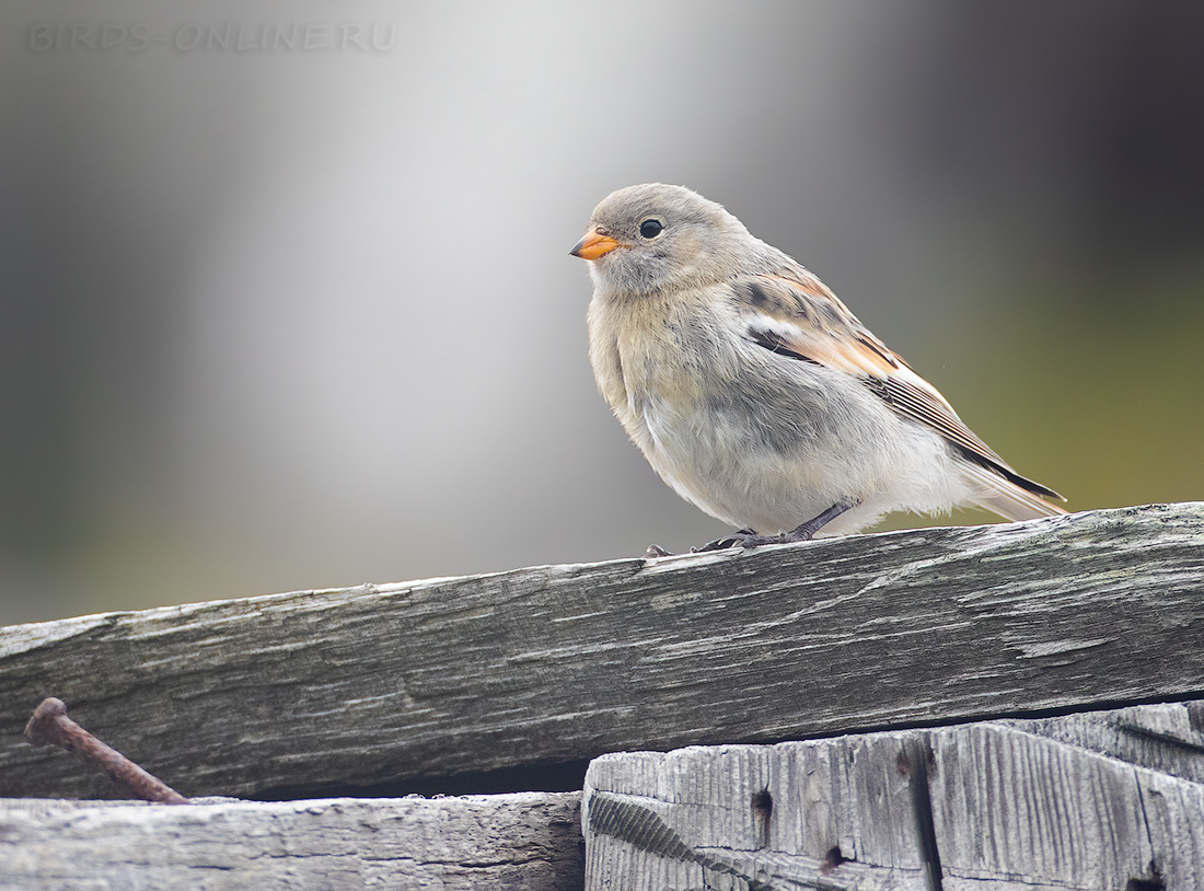 Пуночка (Plectrophenax nivalis)
Keywords: Пуночка Plectrophenax nivalis kamchatka2022