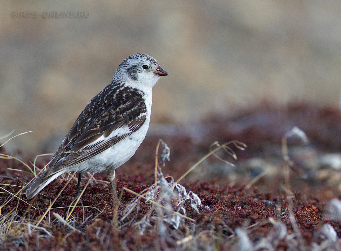 Пуночка (Plectrophenax nivalis)
Keywords: Пуночка Plectrophenax nivalis chukotka2020