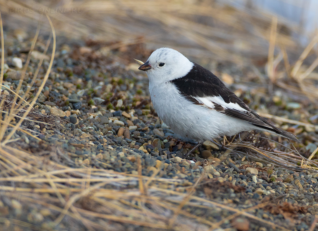 Пуночка Plectrophenax nivalis chukotka2020
 
 Click to view full size image