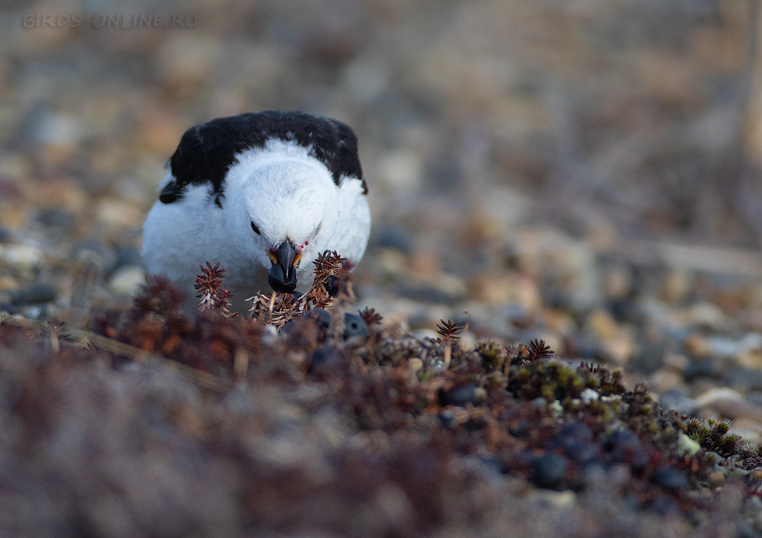 Пуночка (Plectrophenax nivalis)
Keywords: Пуночка Plectrophenax nivalis chukotka2020