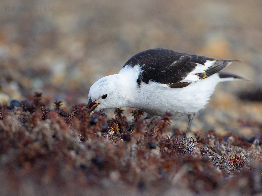 Пуночка (Plectrophenax nivalis)
Keywords: Пуночка Plectrophenax nivalis chukotka2020