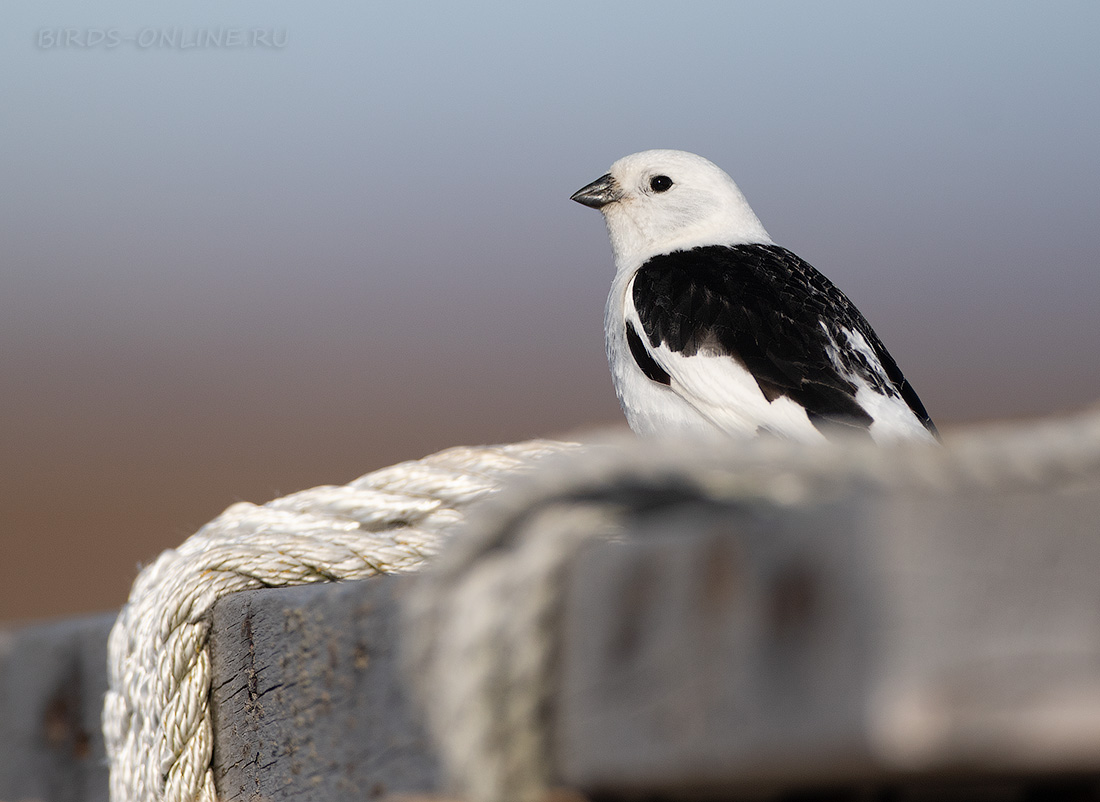 Пуночка Plectrophenax nivalis chukotka2020
 
 Click to view full size image