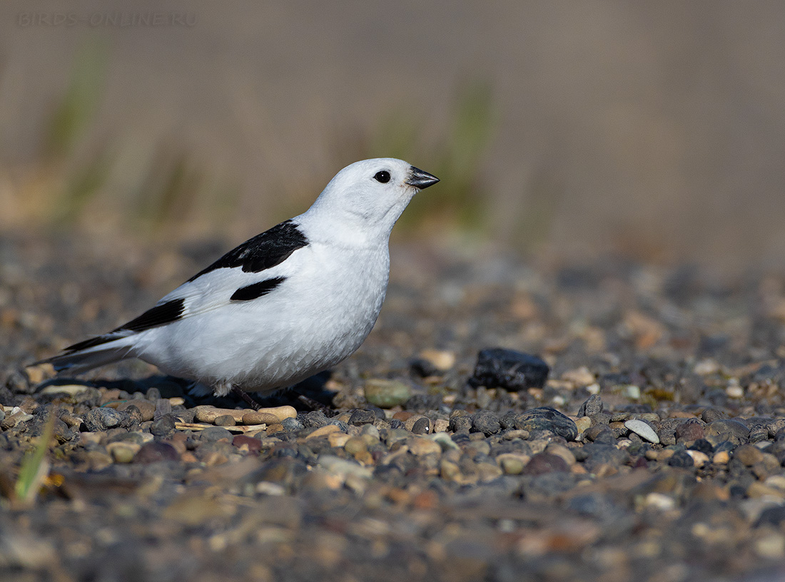 Пуночка Plectrophenax nivalis chukotka2020
 
 Click to view full size image