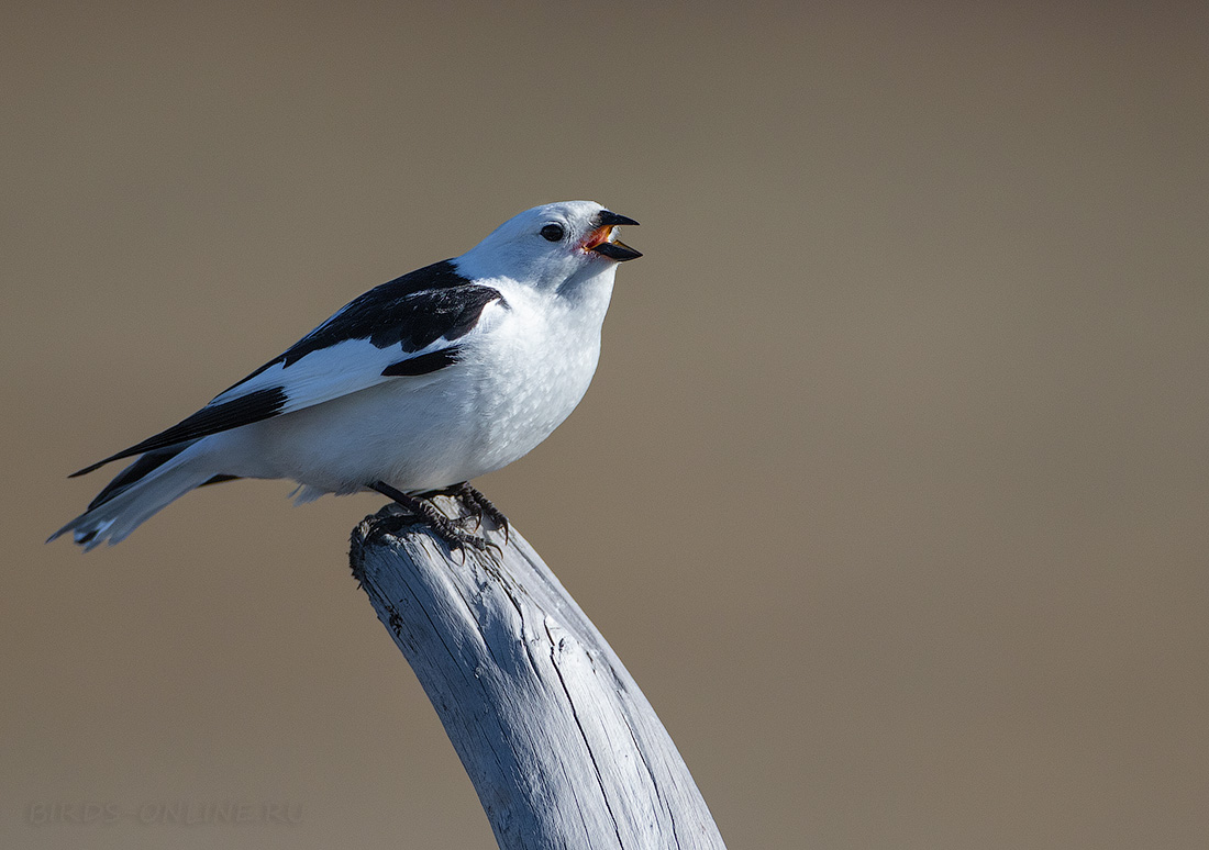 Пуночка Plectrophenax nivalis chukotka2020
 
 Click to view full size image