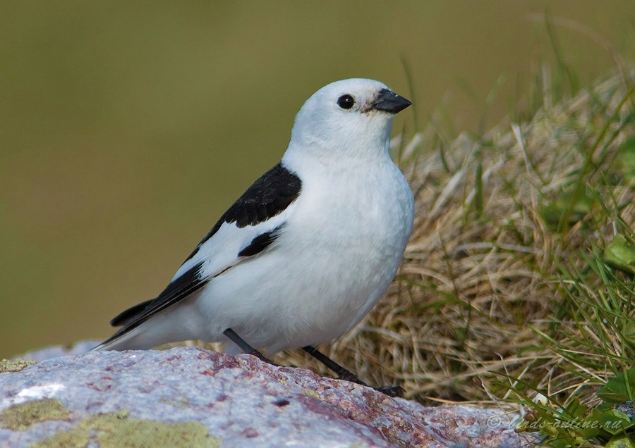 Пуночка (Plectrophenax nivalis)
самец
Keywords: Пуночка Plectrophenax nivalis murman09