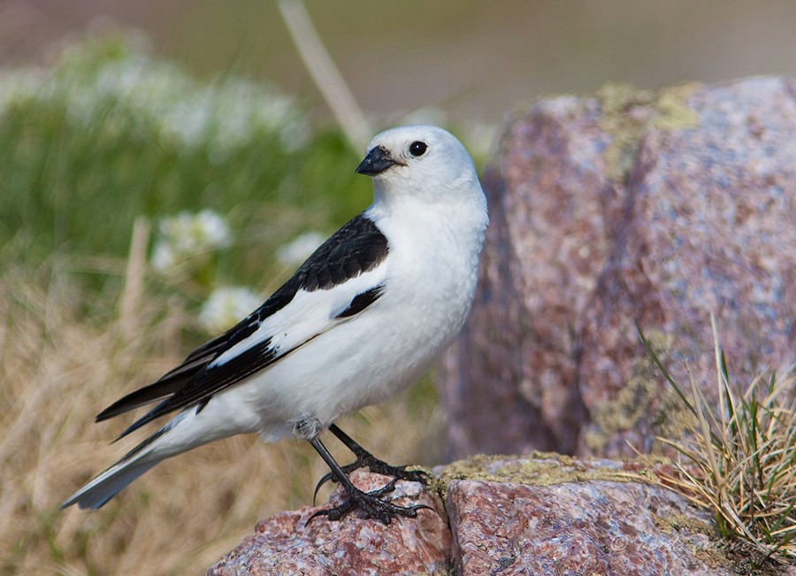 Пуночка (Plectrophenax nivalis)
самец
Keywords: Пуночка Plectrophenax nivalis murman09