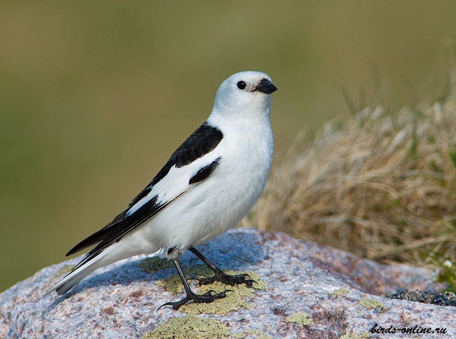 Пуночка (Plectrophenax nivalis)
самец
Keywords: Пуночка Plectrophenax nivalis murman09