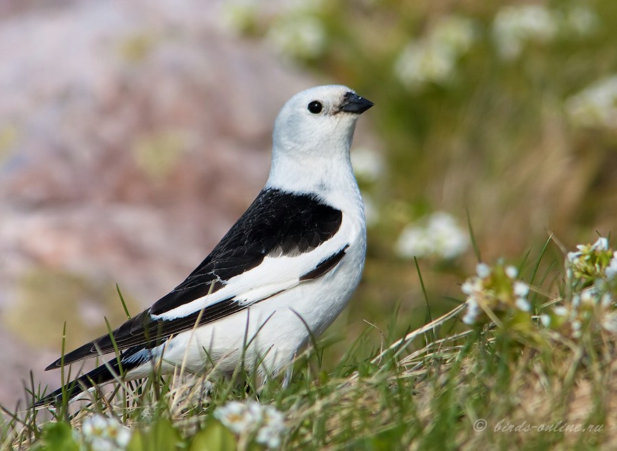 Пуночка (Plectrophenax nivalis)
самец
Keywords: Пуночка Plectrophenax nivalis murman09