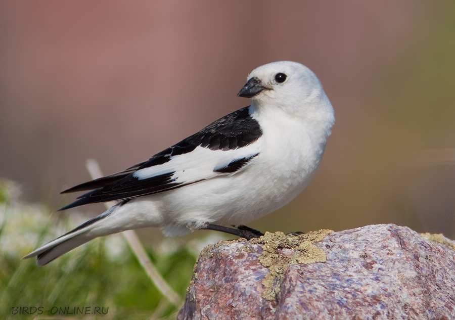 Пуночка (Plectrophenax nivalis)
Keywords: Пуночка Plectrophenax nivalis murman09 best