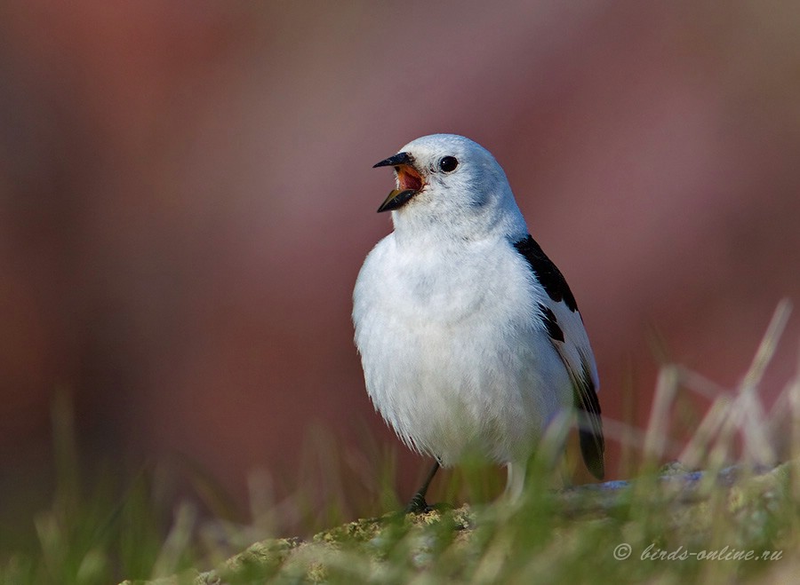 Пуночка (Plectrophenax nivalis)
самец
Keywords: Пуночка Plectrophenax nivalis murman09