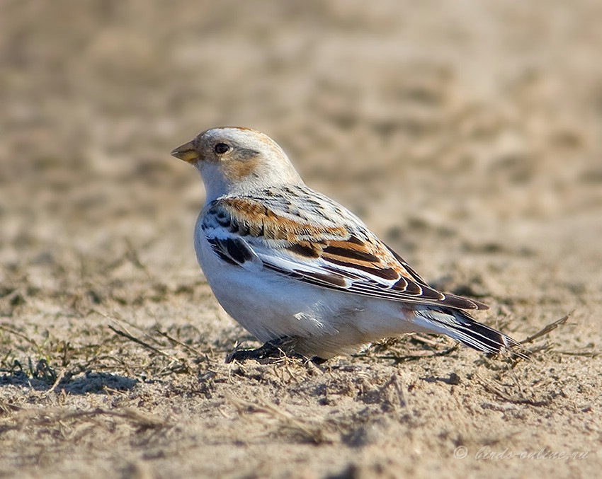 Пуночка обыкновенная (Plectrophenax nivalis)
Keywords: Пуночка обыкновенная Plectrophenax nivalis