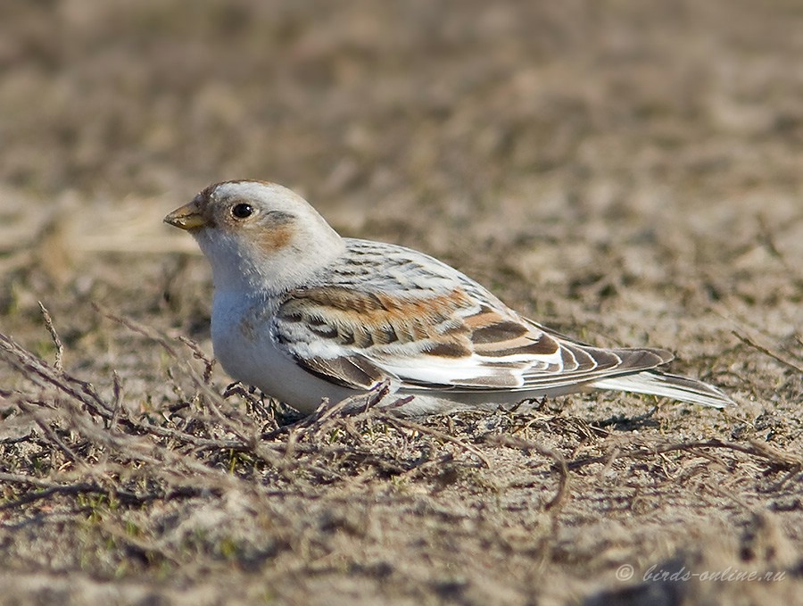 Пуночка обыкновенная (Plectrophenax nivalis)
Keywords: Пуночка обыкновенная Plectrophenax nivalis