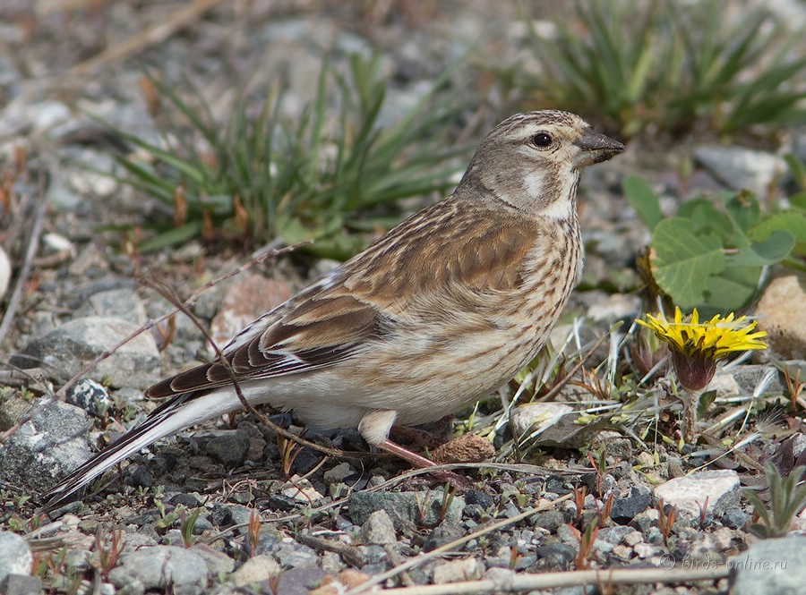 Коноплянка обыкновенная (Acanthis cannabina)
Acanthis cannabina fringillirostris Bonaparte et Schlegel, 1850
самка
Keywords: Коноплянка Acanthis cannabina kz2010