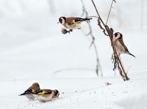 Щегол Carduelis carduelis
Filename=IMG_3230.jpg
Filesize=91KB
Dimensions=900x670
Date added=Mar 22, 2009 IMG_3230.jpg
