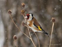 Щегол Carduelis carduelis
Filename=IMG_3240.jpg
Filesize=116KB
Dimensions=900x683
Date added=Mar 22, 2009 IMG_3240.jpg