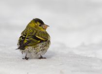 Чиж Carduelis spinus
Filename=IMG_4394.jpg
Filesize=129KB
Dimensions=900x663
Date added=Feb 23, 2013 IMG_4394.jpg