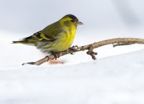 Чиж Carduelis spinus
Filename=IMG_5848.jpg
Filesize=105KB
Dimensions=900x649
Date added=Mar 08, 2013 IMG_5848.jpg
